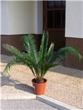 Cycas Revolute